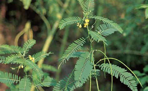 沼生田菁|沼生田菁 Sesbania javanica植物智[百科详情]